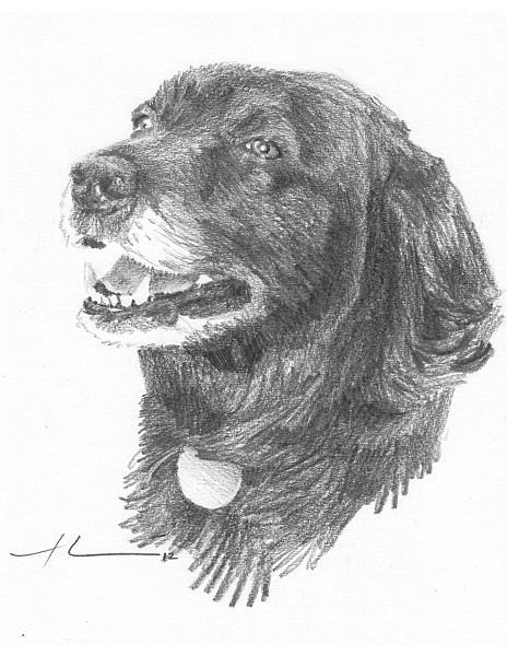 old friend dog pencil portrait