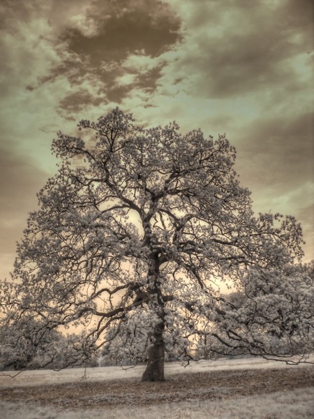 Texas Oak Tree
