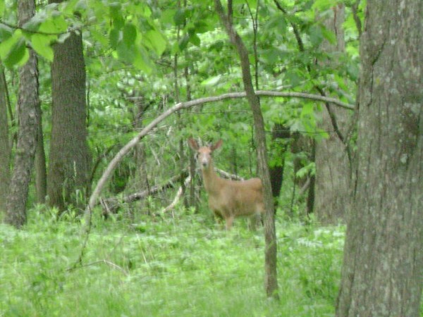 Deer In the Woods