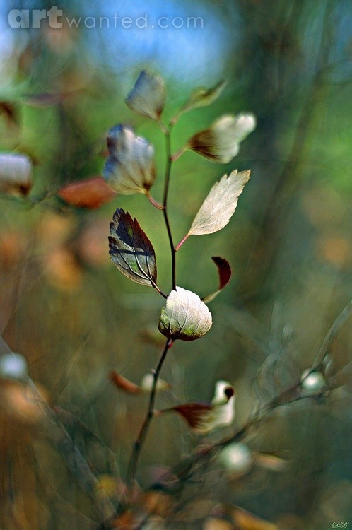 Autumn Light