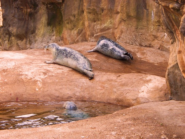 Oregon Coast Aquarium Series #5 Lounging Sea Lions