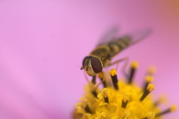 Hoverfly in the Pink