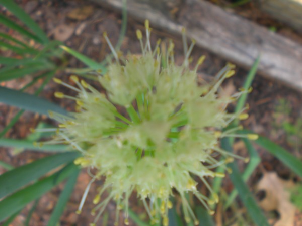 onion_blossom