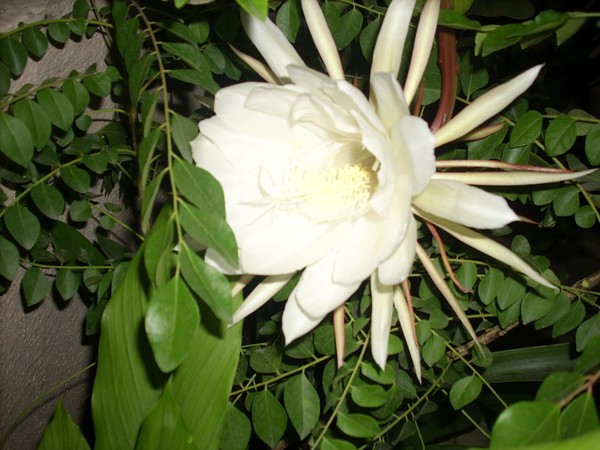 night flora