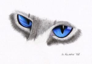 Blue POint Siamese Eyes