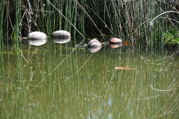 coconuts floating