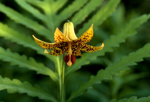 Yellow Tiger Lily and Fern 