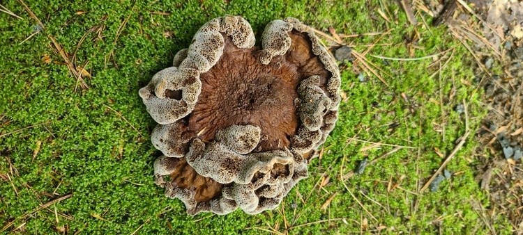 FUNGI BEFORE DEMISE