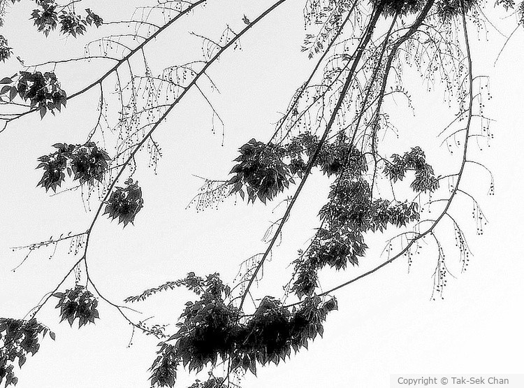 A tall tree with delicate branches & tiny leaves 05-01-2019