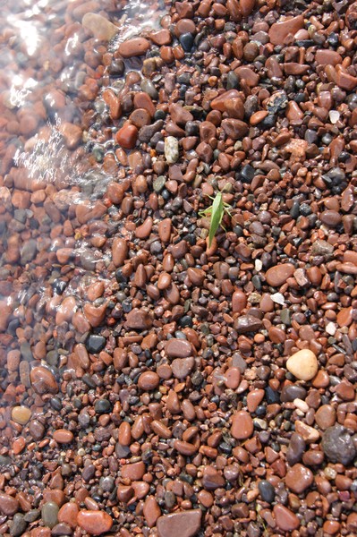 Grasshopper on the Rocks