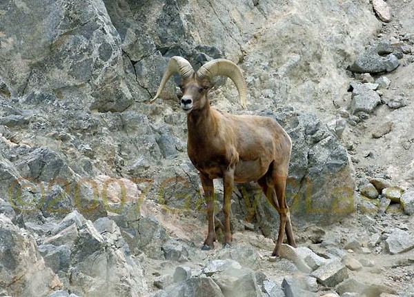 Big Horn Ram