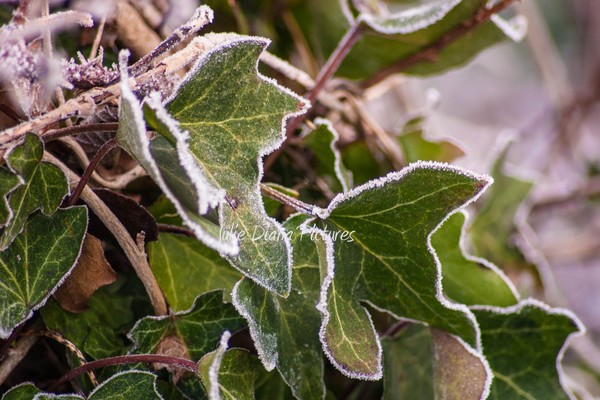 Iced Ivy