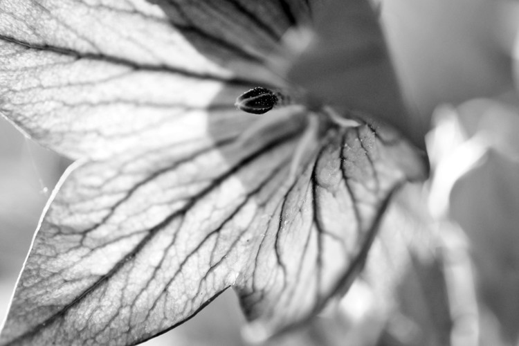 Balloon Flower In the Sunlight Photo