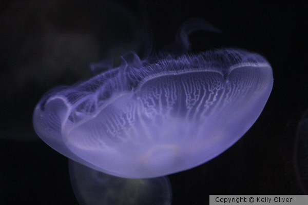 Jelly Fish