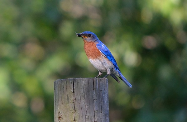 Bluebird on post