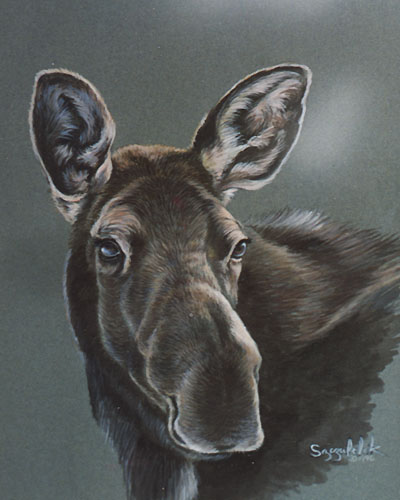 Moose study