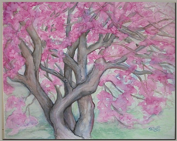 Pink Japanese Magnolia Tree in Bloom