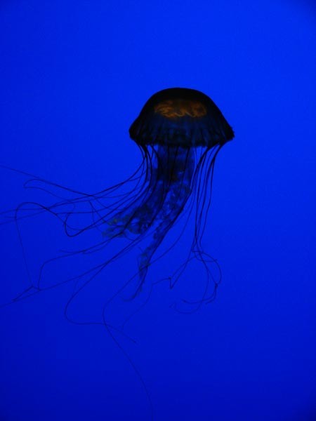 Jelly Fish