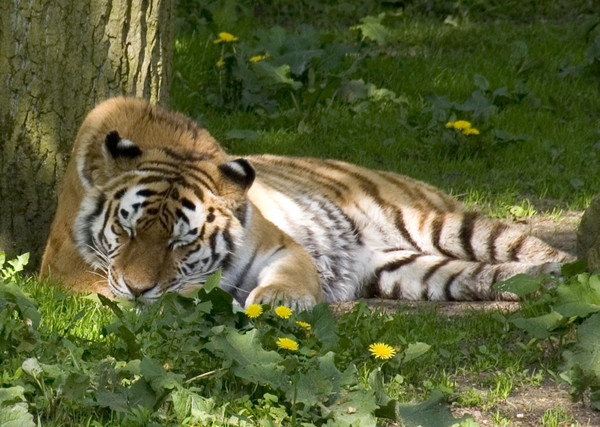 Big cat sleeping.