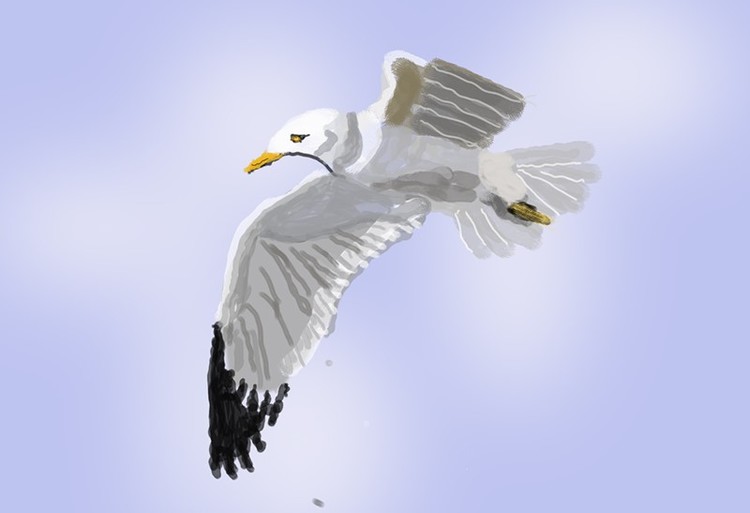 Gull in Flight O912