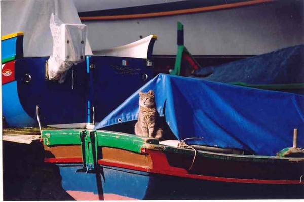 fishing for cats
