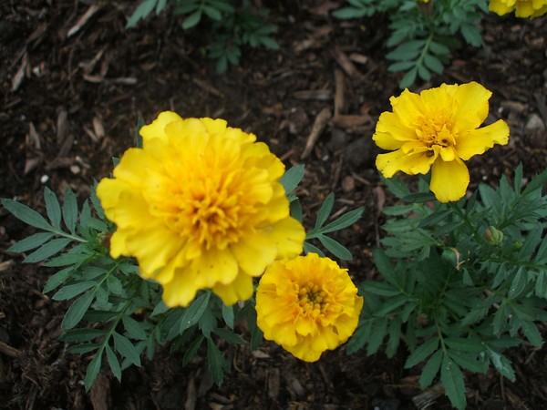 Summer flowers