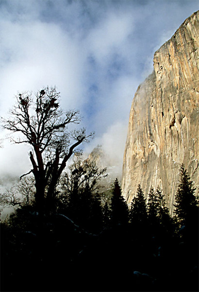El Capitan and Trees in Silhouette