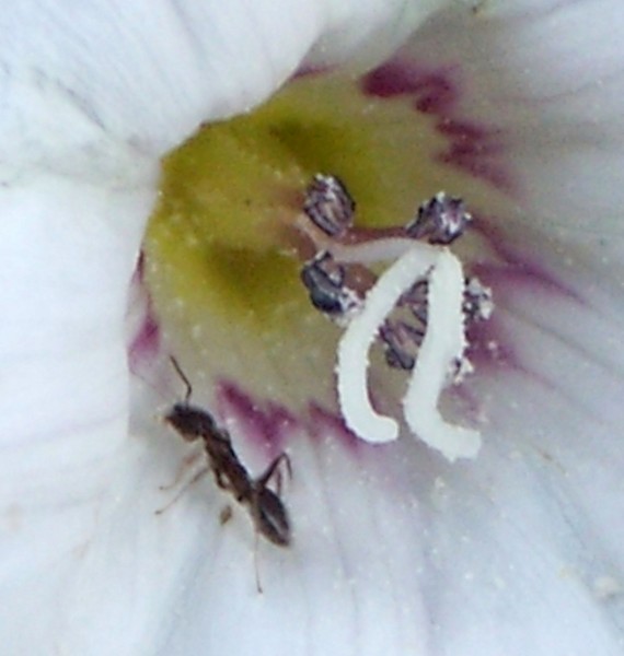 An Ant and A Flower