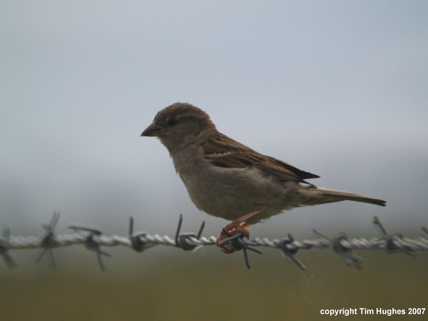 'Barbed Wire'