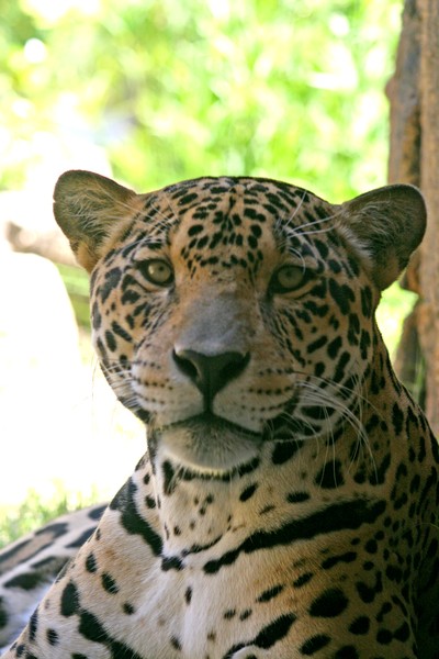 jacksonville jaguar