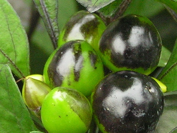 Ornamental Pepper