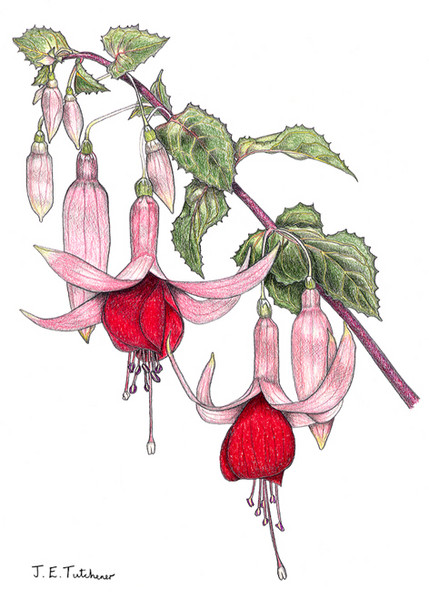 Fuchsia 'Beverley'
