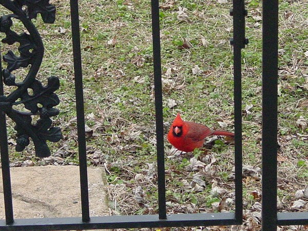 Cardinal