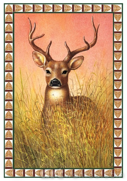 Canadian Stag