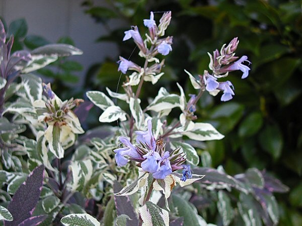 Flowering Sage 2