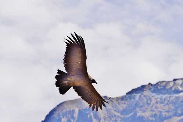 Andean Condors 3