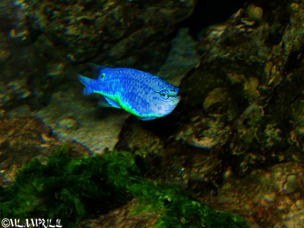 Blue Fish