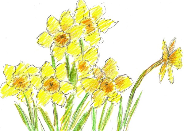 Spring Daffodil Sketch