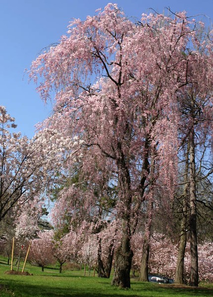 Newark Cherry Trees
