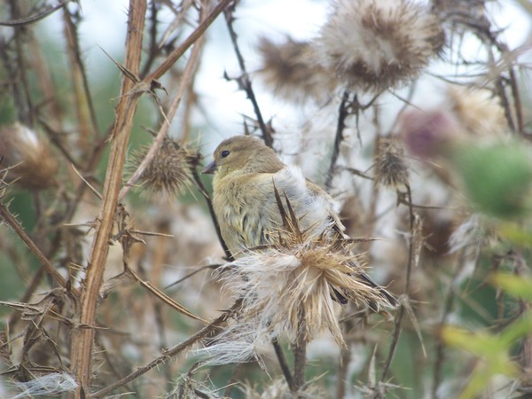 Finch on Thistle