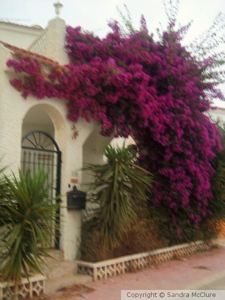 Bougainvillea