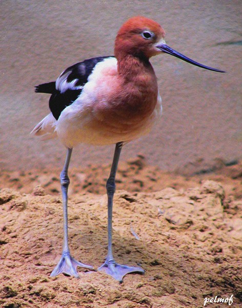 Rosey-breasted Sandpiper