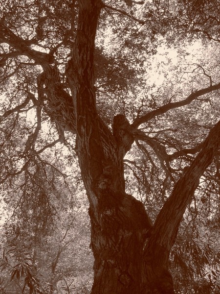 Mysterious Oak Tree