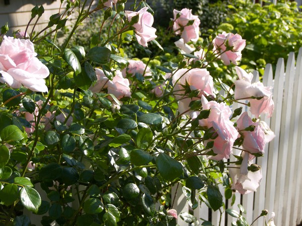 Nantucket Roses