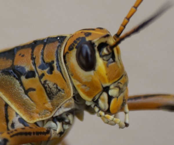 grasshopper close up