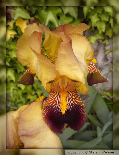 Iris 2011