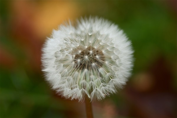 The Last Dandelion of the Year