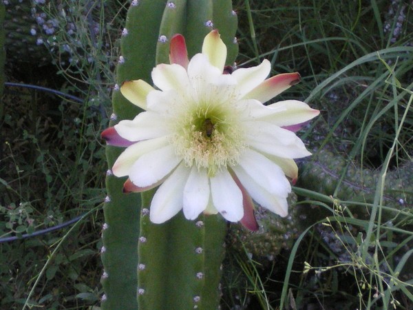 Night-Blooming Cereus