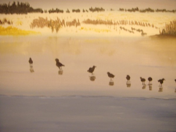 coots on ice