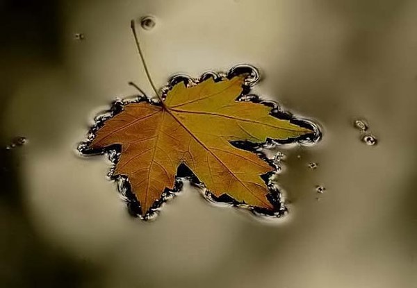 Maple leaf